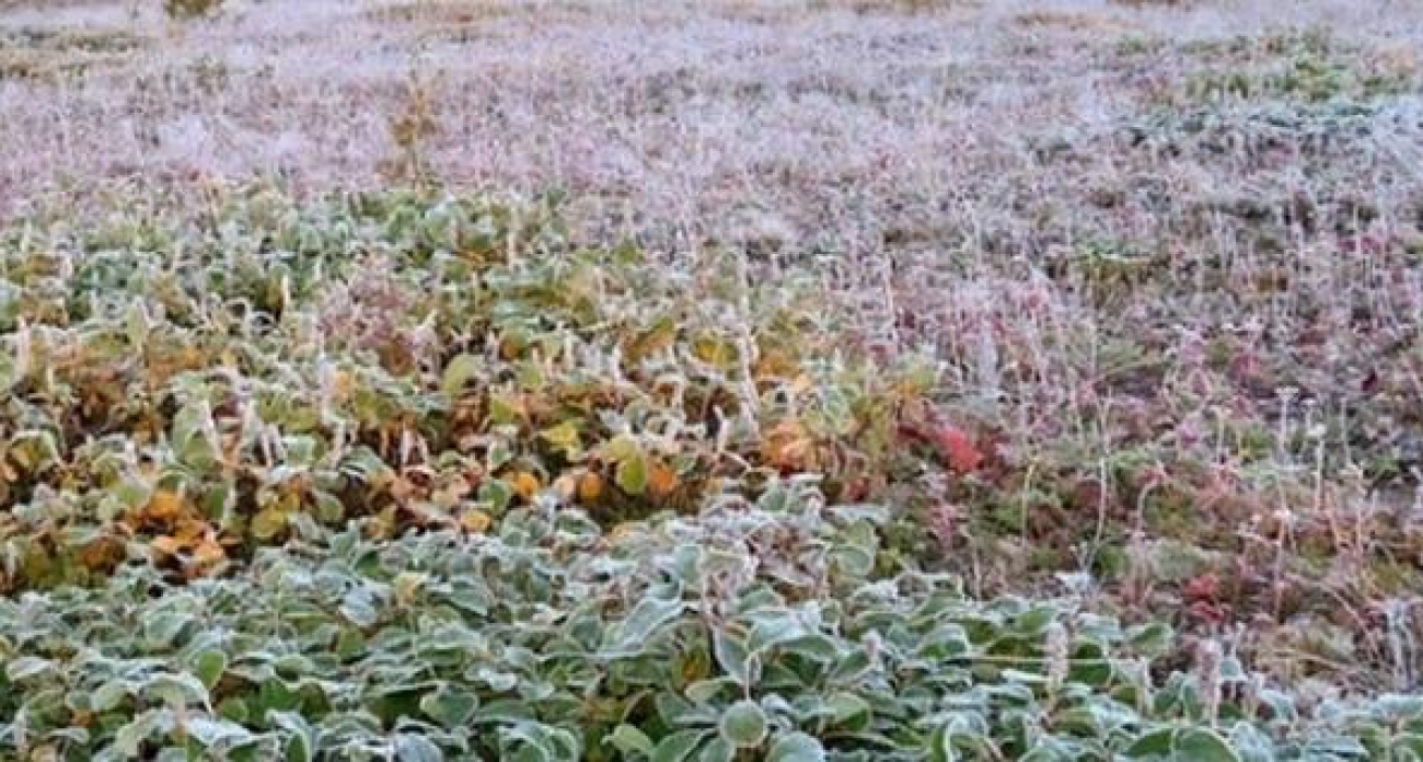 Гололедица и туман накроют Курскую область: синоптики предупреждают о резких перепадах температур