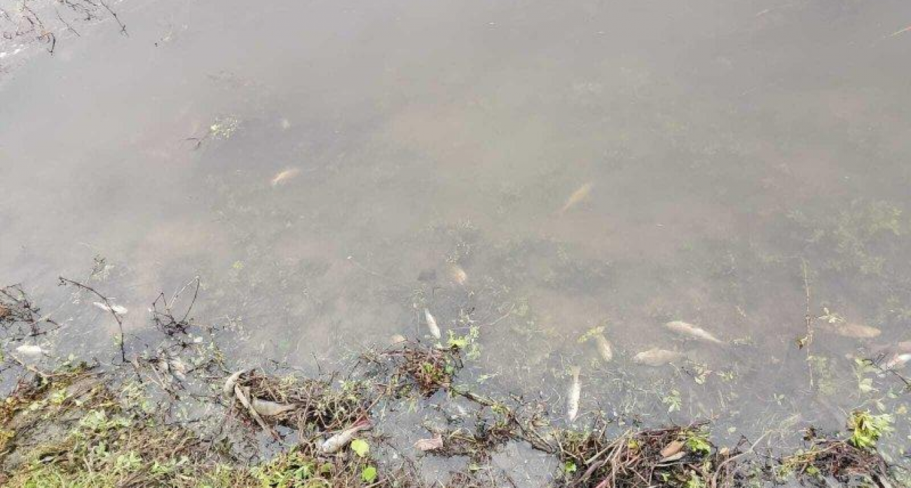 Марганец превысил норму в 5,5 раз: кто отравил Сейм и погубил рыбу под Курском