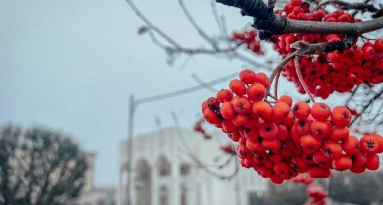 Ноябрьская аномалия: в Курской области ночью теплее, чем днём — до +10 градусов