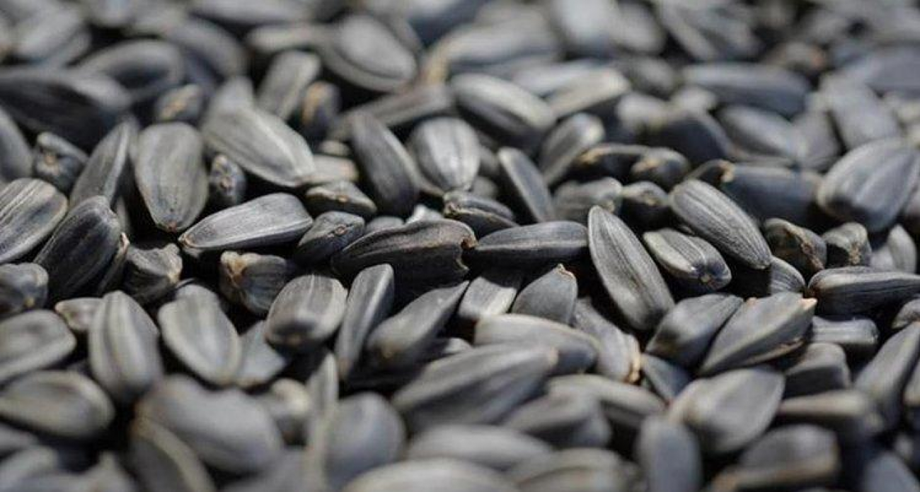 145 проб и 1800 тестов: курский подсолнечник проверяют на скрытые дефекты