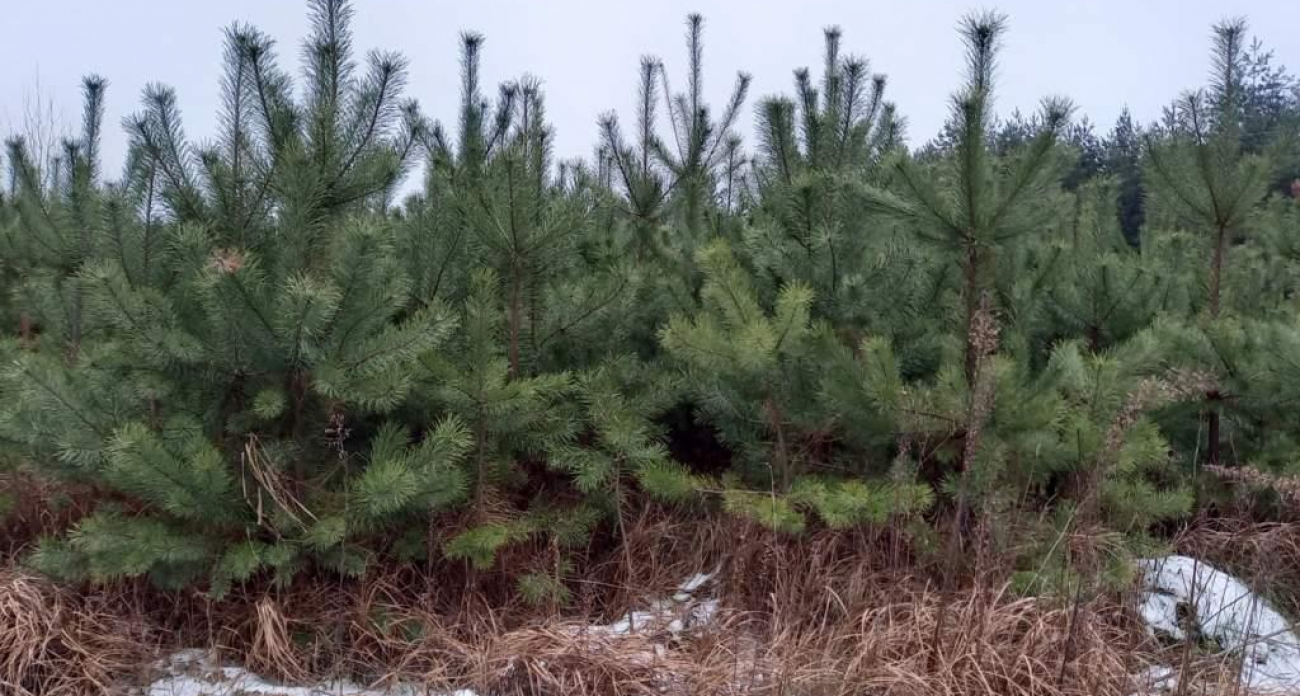 7000 рублей штрафа и уголовное дело: курян предупредили о наказании за срубленную елку