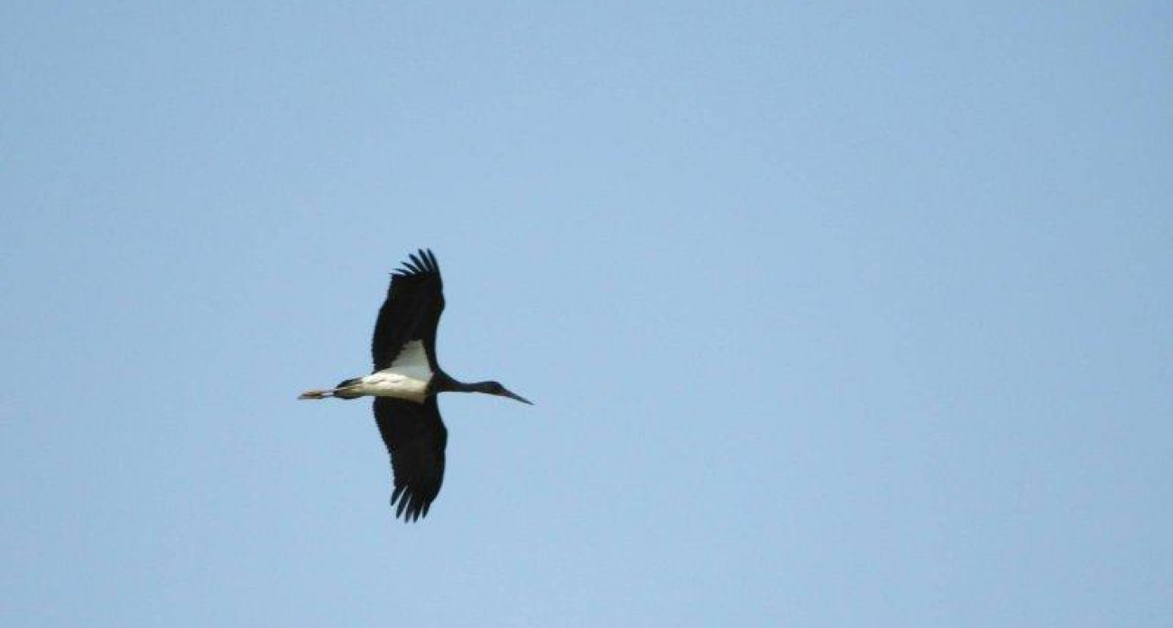 Краснокнижный аист заблокировал вырубку леса: арендатору запретили работы в радиусе 500 метров