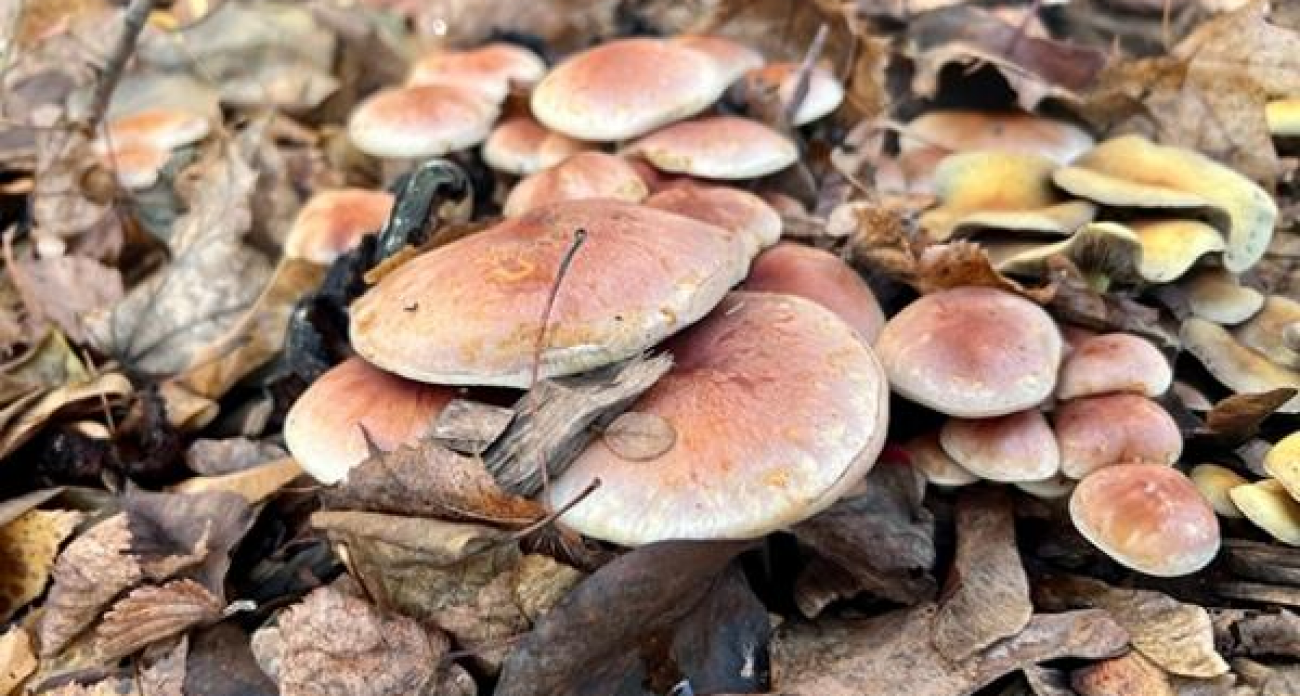 Грибы во дворах и скверах Курска накапливают яды: эпидемиологи призывают не собирать их