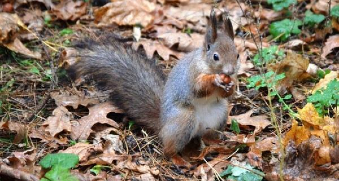 До +10 градусов: в Курской области вместо зимы придут дожди и тепло