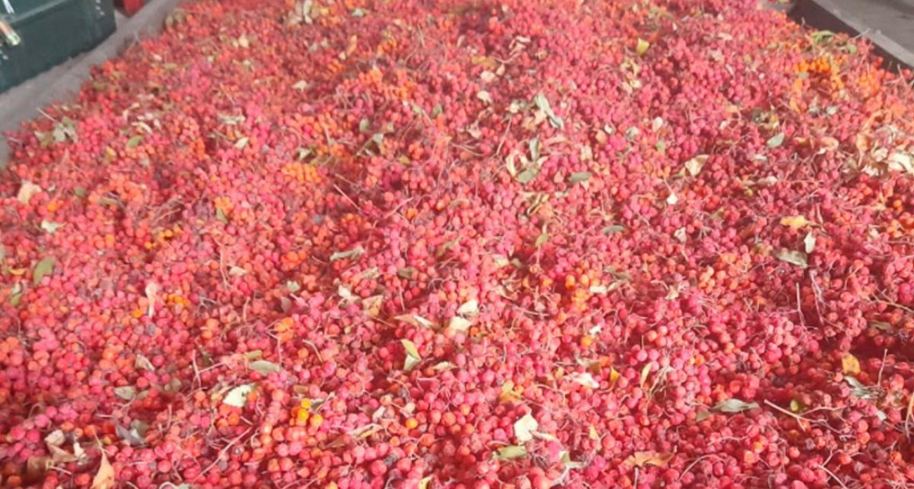 3,5 тонны семян для возрождения лесов: Курская область запустила масштабную программу