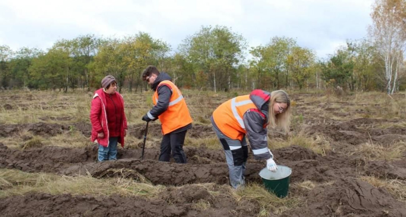 Курская область компенсирует вырубки: 48 гектаров леса восстановлено за пять лет