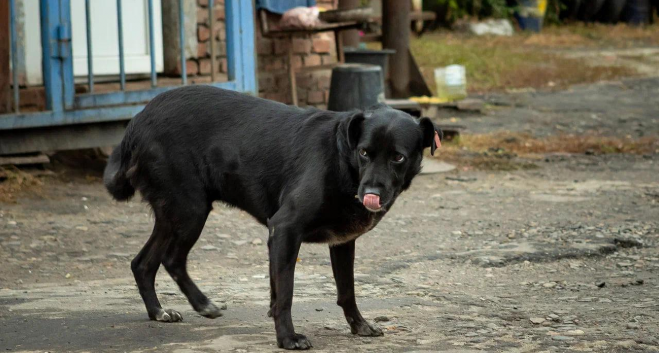 Хинштейн созывает круглый стол по беспризорным животным: губернатор предлагает перенять опыт Нижнего Новгорода