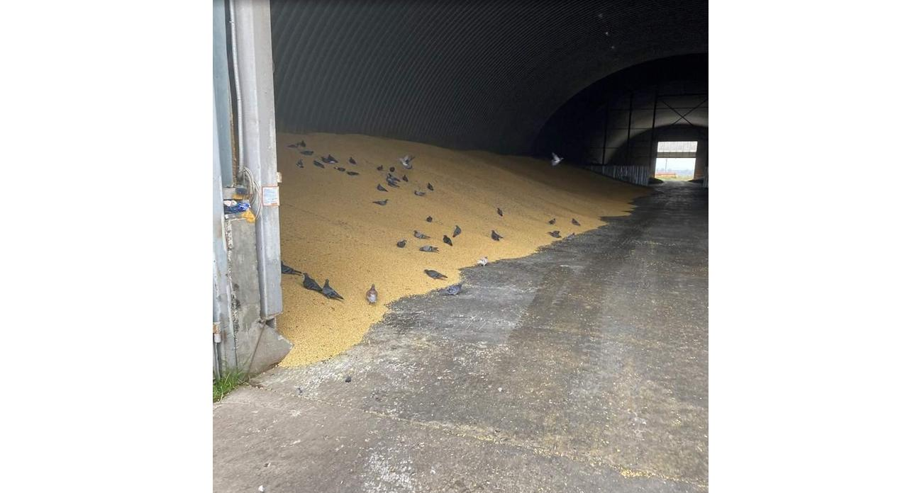 3000 тонн зерна под угрозой: птицы и влага проникали через дыры в складах ООО «Неварь»