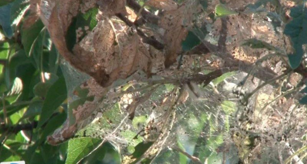 Курск победил американскую белую бабочку: 2446 гектаров освобождены от карантина после трёх лет борьбы