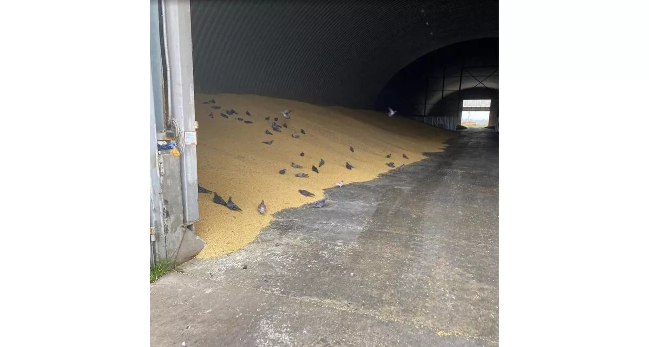 Курск: главные новости за 28 ноября - 3000 тонн зерна под угрозой из-за дыр в складах и чистка власти от коррупции