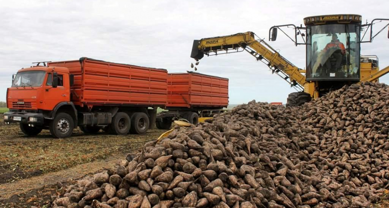 В Курской области убрали свеклу, но 1,5 тысячи гектаров остались из-за оперативной обстановки