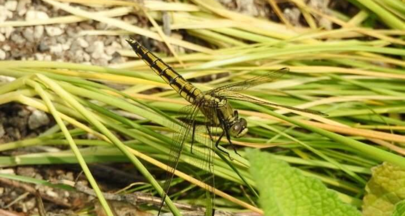 Урочище Заломное официально защищено: редкие виды Курской области получили статус в ЕГРН