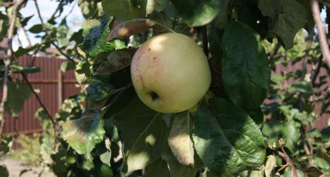 Курск вернёт яблоневые сады к школам: губернатор возрождает забытую традицию