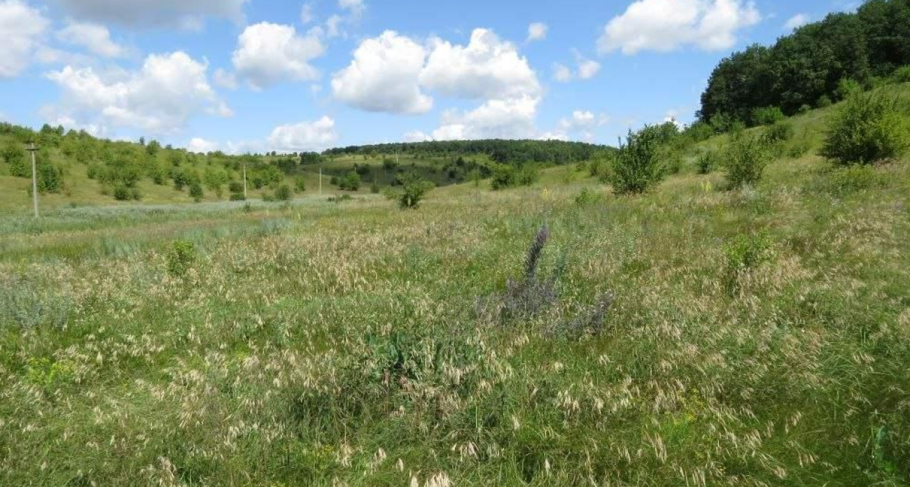 Пойма Свапы и Нестуни, Частая дубрава и Калинов лог: три курских природных зоны получили официальную защиту