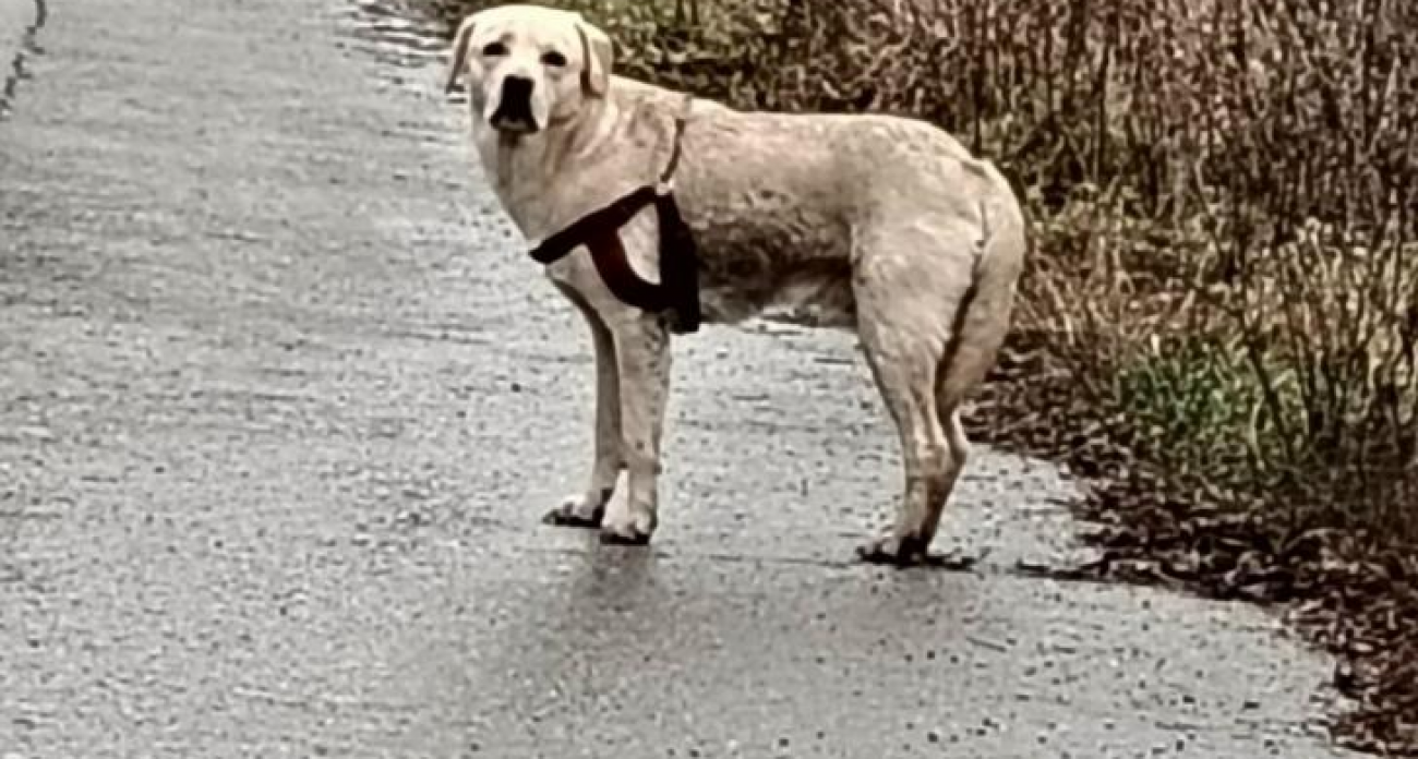 «Вы же приют, вот и приютите»: куряне еженедельно подбрасывают породистых собак и приплод к воротам