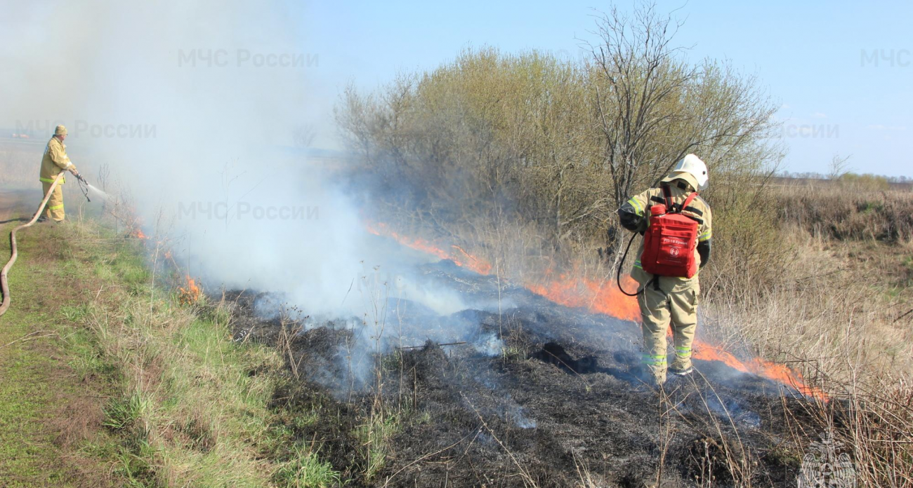 Курская область разрешила контролируемые отжиги: какие штрафы грозят нарушителям