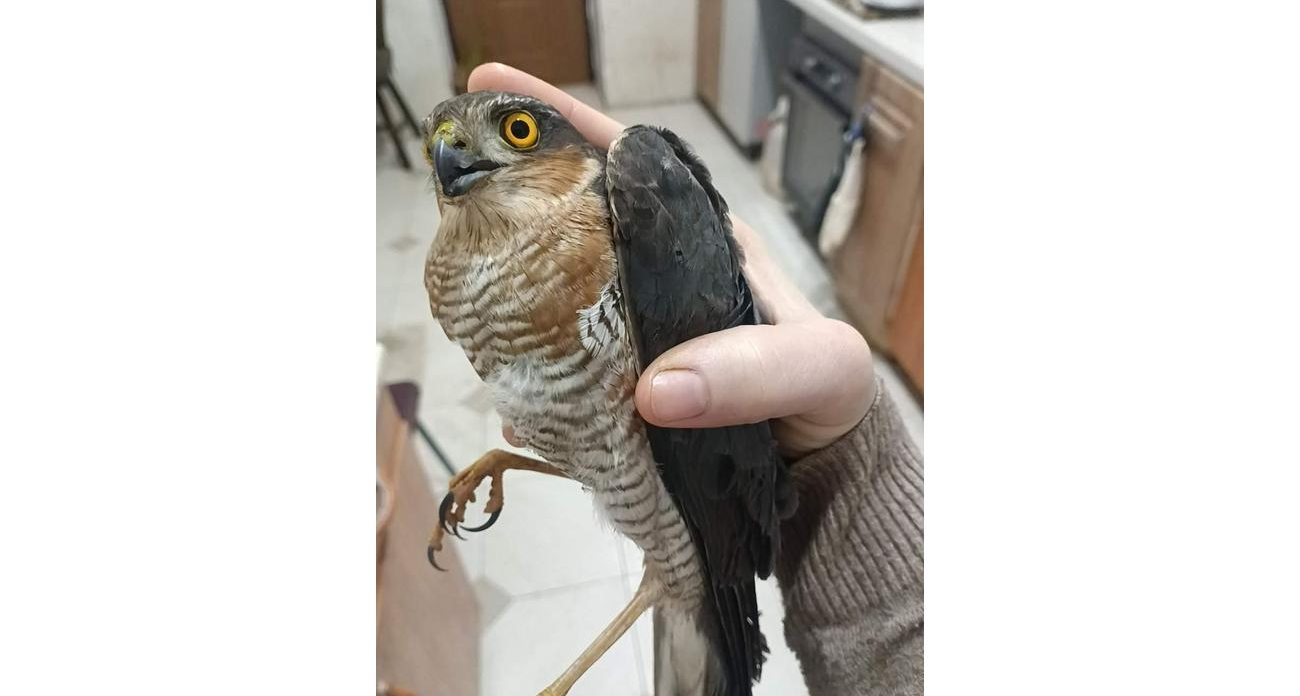 Домашний кот Леня поймал ястреба и принес его живым хозяйке