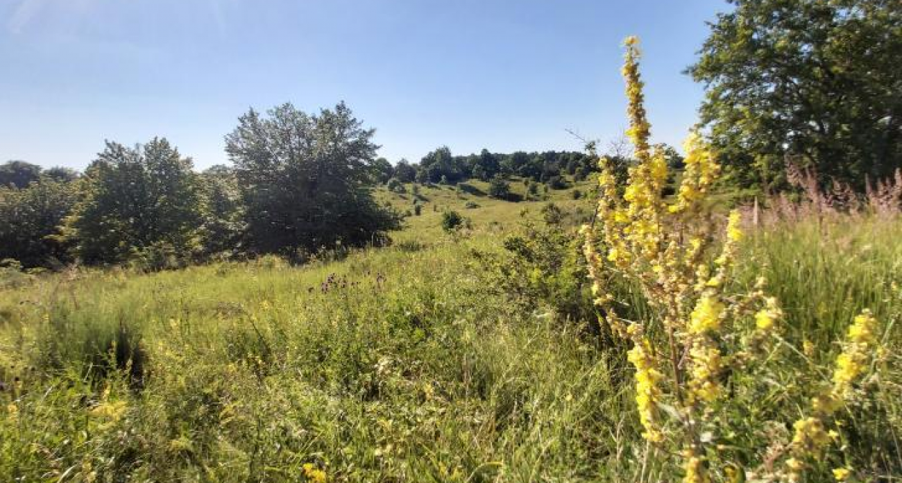 360 тысяч рублей штрафов: в Курской области 10 арендаторов забросили 710 га земли