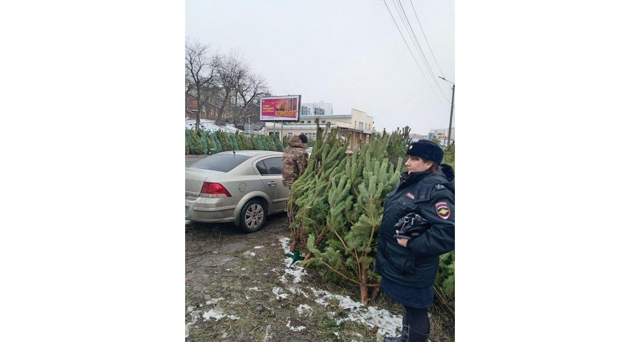 Курск накрыла волна нелегальных ёлочных базаров: выявлено 7 нарушений