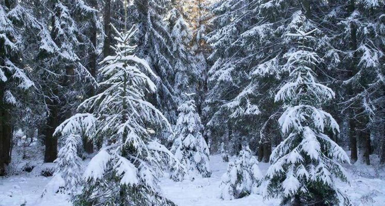 Чёрный еловый усач грозит лесам: личинки вредителя прогрызают 50-сантиметровые ходы