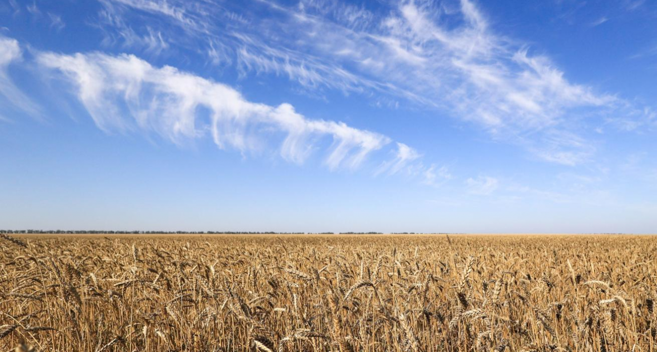 Курск просит 5 млрд рублей компенсации за потерянный урожай и погибшие сады