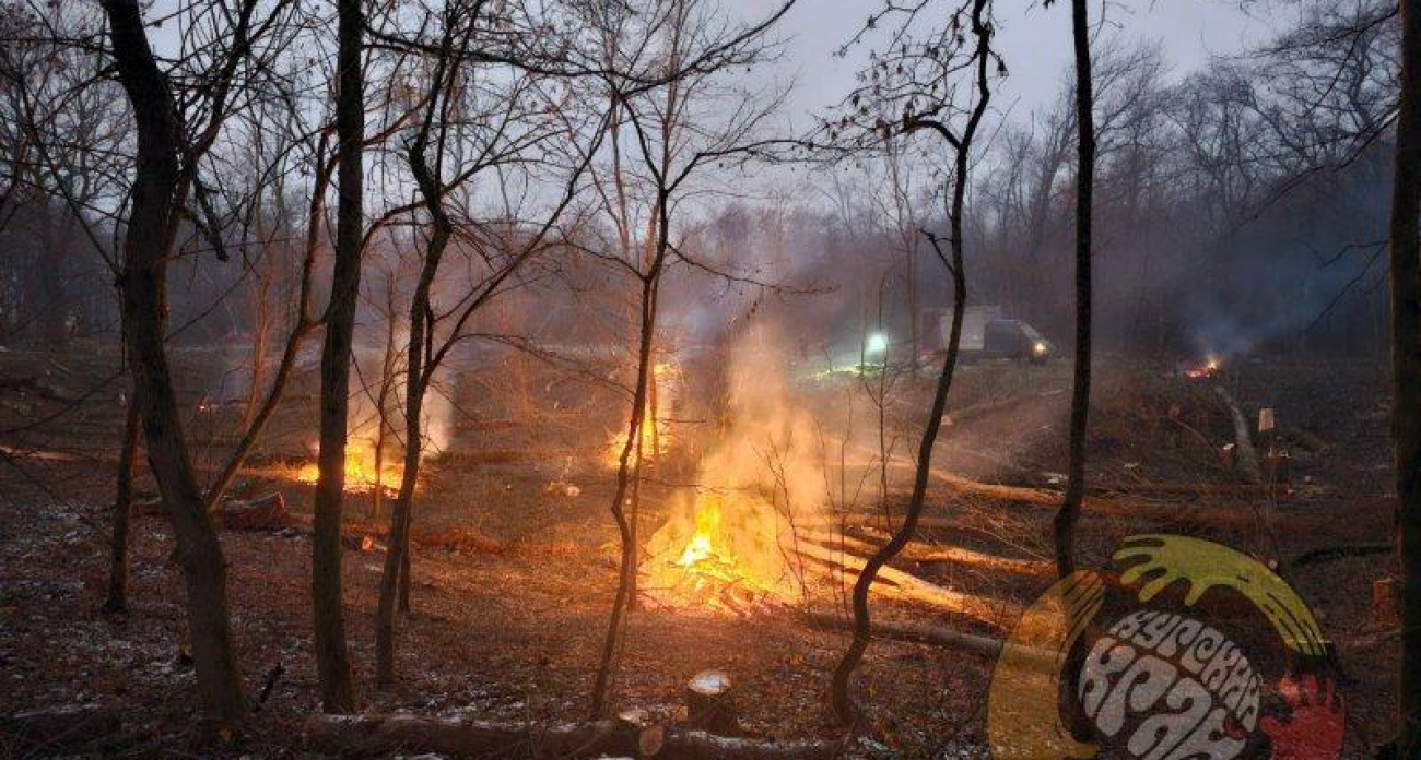 27 га леса принесли в жертву: в Курске вырубили и сожгли ясени после нашествия изумрудной златки