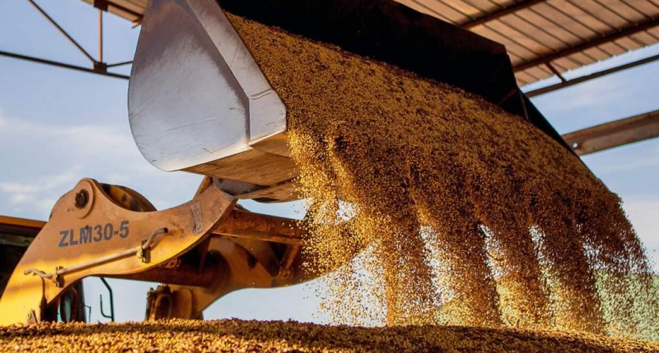 Курская область отправила 182 тысячи тонн зерна в регионы России: рост на 20% за год