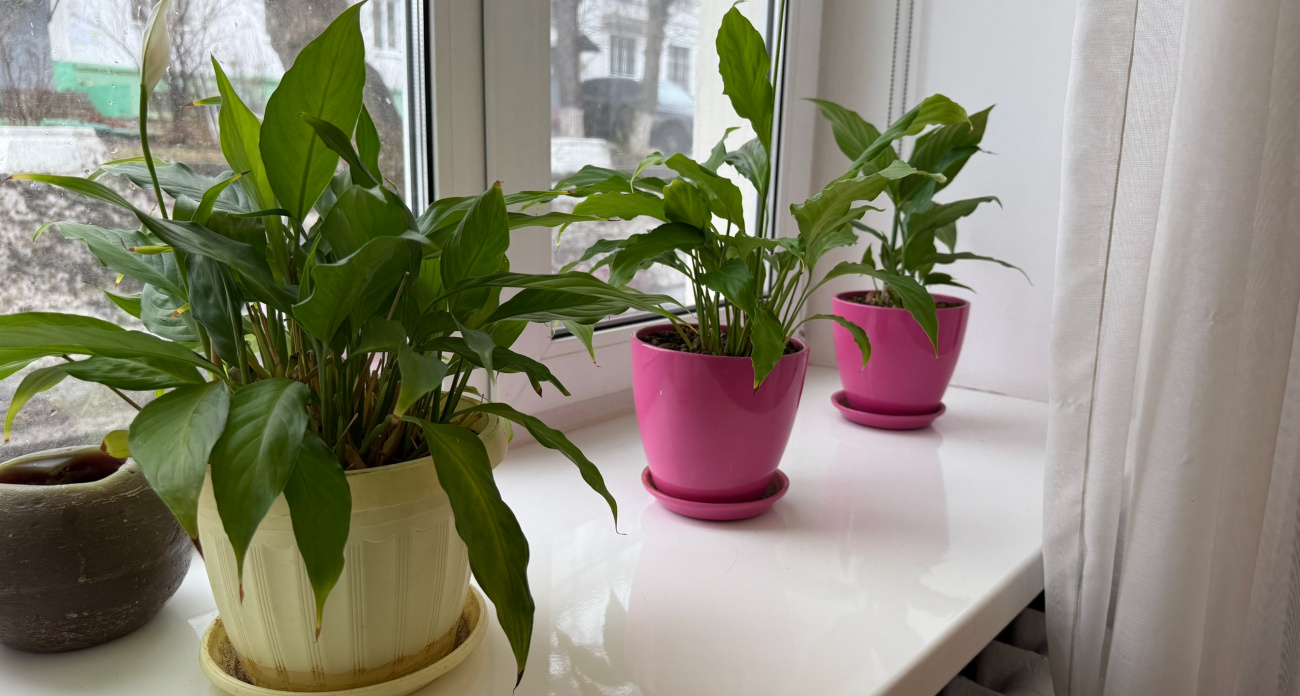 Беру один пакетик, хватает надолго: дешевый порошок из магазина оказался мощным удобрением для домашних цветов