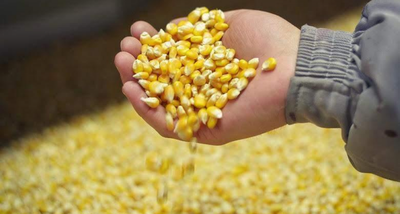 Смертельная доза: в Курской области остановили 13 тысяч тонн кукурузы с двукратным превышением опасного токсина