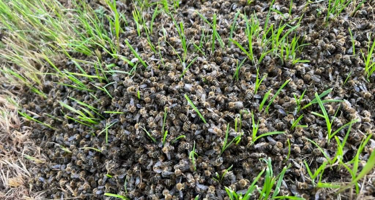 Химикаты первого класса опасности уничтожили 145 пчелосемей: пасечник требует 8 млн с фермера