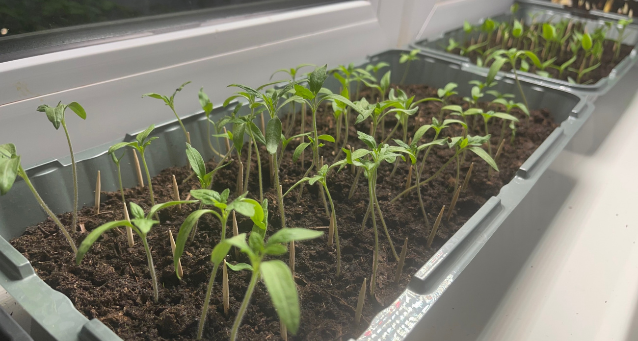 Убила рассаду водой: фатальная ошибка, которую совершают даже профи