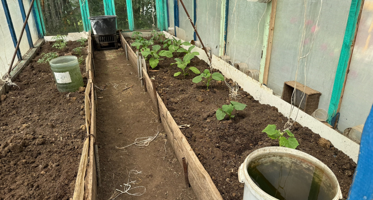 Три года выбрасывал рассаду: как эти хитрости сдвинули урожай огурцов на месяц раньше