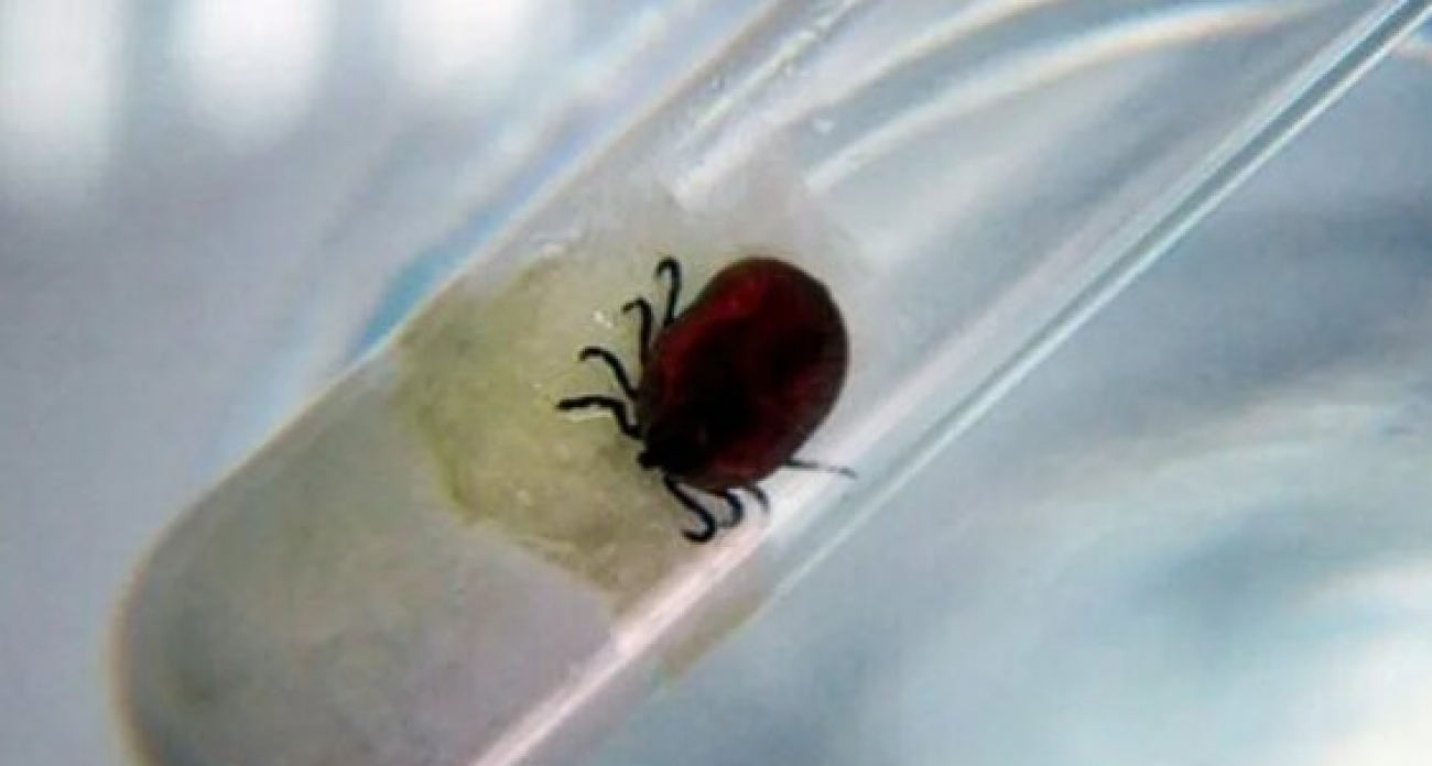 63 жителя Курской области заболели от клещей до начала сезона