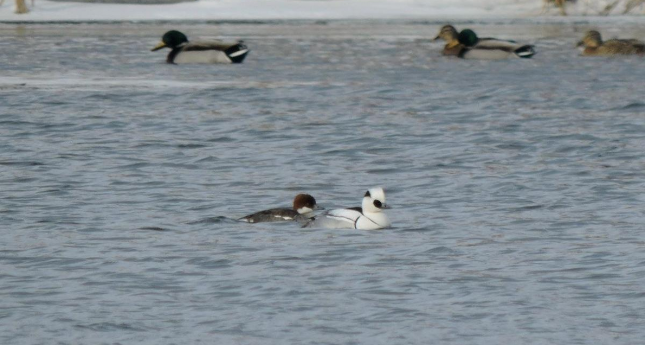 Северные птицы неожиданно появились в курских лесах