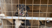 В курском приюте осталось 120 собак после активного вывоза животных в другие регионы