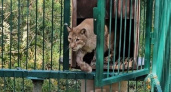 Рысь из частного зоопарка Курской области передали в хоспис после конфискации