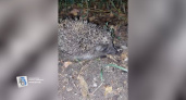 В лесу КЗТЗ обнаружен смелый ежик, не боящийся собак
