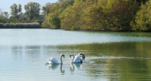Лебеди остановились на отдых в Курской области