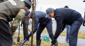 В Курске высадили деревья на 10 миллионов рублей