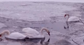 В Курской области три лебедя остались зимовать на замерзающем пруду