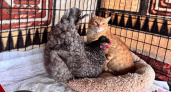 Курица и кошка из освобожденной Малой Локни стали неразлучными друзьями