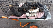 В курский приют подбросили 16 щенков, волонтеры просят помощи