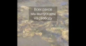В Курске общественники спасают раков от браконьеров во время нерестового периода