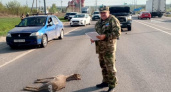 ДТП с косулей произошло в Курском районе
