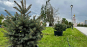 В Курске создают аллею из голубых елей перед Триумфальной Аркой