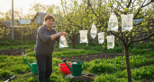 Соседи удивлялись, а теперь повторяют: пакет с водой оберегает урожай эффективнее химикатов