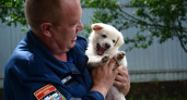 Курские спасатели приняли на службу щенка