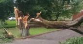 Сильный ветер в Курске повалил 13 деревьев и травмировал женщину