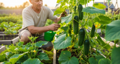 Стакан на ведро воды — и утренние заморозки огурцам не помеха: вырастают сладкими, сочными, хрустящими — словно с юга привезли