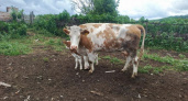 Корова без глаза и копыта из зоны боевых действий неделю искала телят в Курске